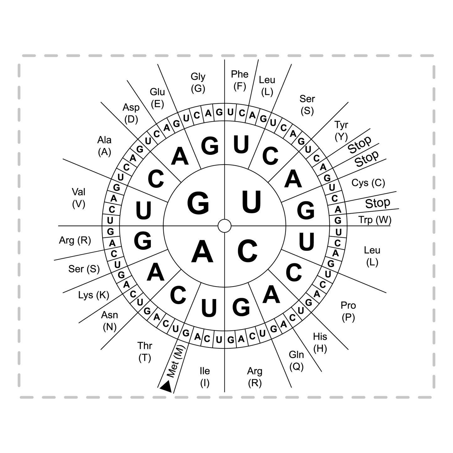 Biologie Tasse Code-Sonne